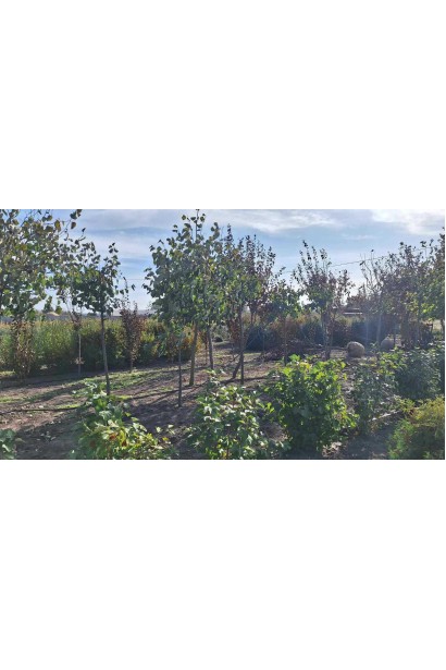 Липа широколиста - ком50кг/джут+метал сітка/вис.загальна280-300см/висота штамба150-170см/Øкрони100-120см/(muscle)обхват 14-16см/